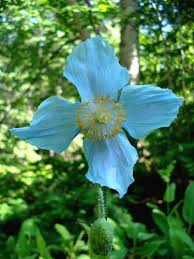 Image result for Meconopsis betonicifolia