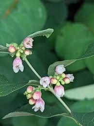 Attēlu rezultāti vaicājumam “Symphoricarpos albus flower”