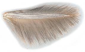 Attēlu rezultāti vaicājumam “Caloptilia hemidactylella”