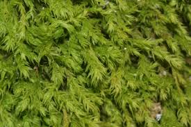 Attēlu rezultāti vaicājumam “Anomodon”