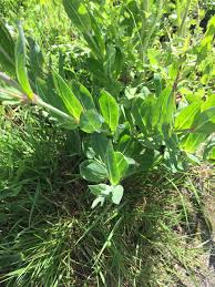 Attēlu rezultāti vaicājumam “Silene dioica leaf”
