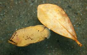 Image result for Lobotes surinamensis
