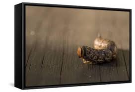 Attēlu rezultāti vaicājumam “Sphinx pinastri larva”