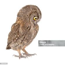 Image result for Otus scops