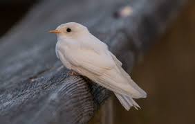 Attēlu rezultāti vaicājumam “Hirundinidae”