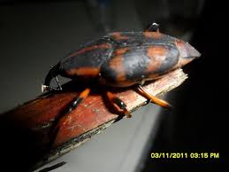 Attēlu rezultāti vaicājumam “Rhynocoris annulatus imago”