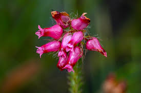 Attēlu rezultāti vaicājumam “Erica tetralix leaf”