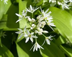Attēlu rezultāti vaicājumam “Allium ursinum flower”