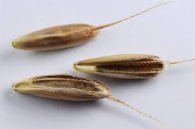 Attēlu rezultāti vaicājumam “Bromus secalinus”