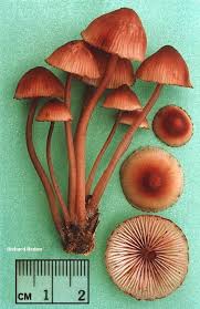 Attēlu rezultāti vaicājumam “Mycena haematopus”