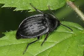 Attēlu rezultāti vaicājumam “Phosphuga atrata”