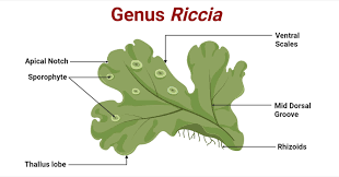 Attēlu rezultāti vaicājumam “Riccia”