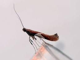 Attēlu rezultāti vaicājumam “Caloptilia stigmatella”