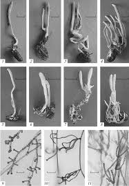 Attēlu rezultāti vaicājumam “Cordyceps farinosa”