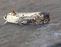 Attēlu rezultāti vaicājumam “Hedya salicella”