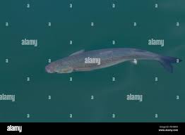 Image result for Chelon saliens