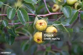 Attēlu rezultāti vaicājumam “Pyrus pyraster”