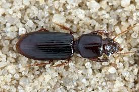 Attēlu rezultāti vaicājumam “Clivina fossor”