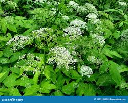 Attēlu rezultāti vaicājumam “Aegopodium podagraria flower”