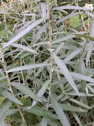 Attēlu rezultāti vaicājumam “Anaphalis margaritacea leaf”