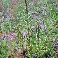 Attēlu rezultāti vaicājumam “Chenopodium foliosum fruit”