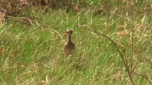 Image result for Numenius minutus