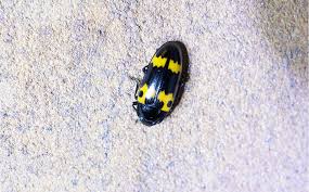 Attēlu rezultāti vaicājumam “Triplax russica”