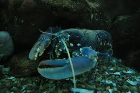 Image result for Homarus gammarus