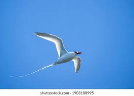 Image result for Phaethon aethereus