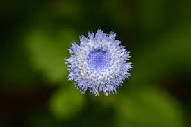 Attēlu rezultāti vaicājumam “Collaria rubens”