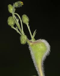 Attēlu rezultāti vaicājumam “Aulacidea hieracii”