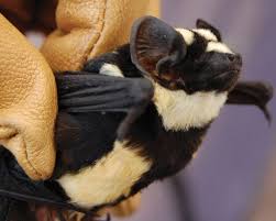 Attēlu rezultāti vaicājumam “Badhamia nitens macro”