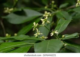 Attēlu rezultāti vaicājumam “Euonymus verrucosus leaf”