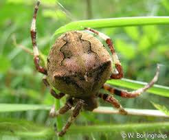 Attēlu rezultāti vaicājumam “Araneus angulatus”