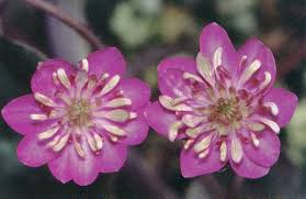 Attēlu rezultāti vaicājumam “Hepatica nobilis fruit”