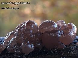 Attēlu rezultāti vaicājumam “Ascotremella faginea”