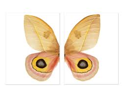 Image result for Papilionoidea