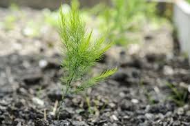 Attēlu rezultāti vaicājumam “Asparagus officinalis”