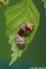 Attēlu rezultāti vaicājumam “Elasmucha grisea imago”