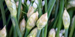 Image result for Allium tuberosum