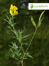 Attēlu rezultāti vaicājumam “Lathyrus pratensis flower”