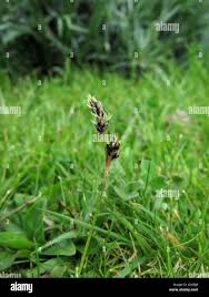 Attēlu rezultāti vaicājumam “Carex hirta male flower”