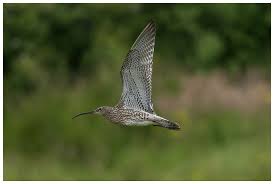 Attēlu rezultāti vaicājumam “Numenius arquata adult”