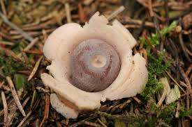 Attēlu rezultāti vaicājumam “Geastrum quadrifidum”