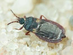 Attēlu rezultāti vaicājumam “Glischrochilus grandis”