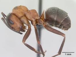 Attēlu rezultāti vaicājumam “Formica rufa”