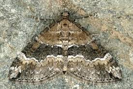 Attēlu rezultāti vaicājumam “Perizoma bifaciata”