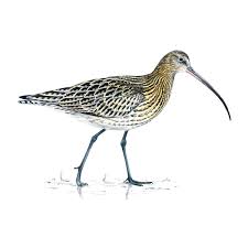 Attēlu rezultāti vaicājumam “Numenius arquata”