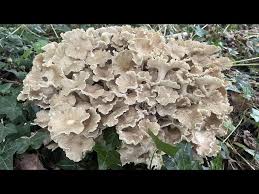 Attēlu rezultāti vaicājumam “Polyporus umbellatus”
