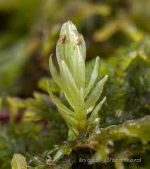 Attēlu rezultāti vaicājumam “Aulacomnium palustre”